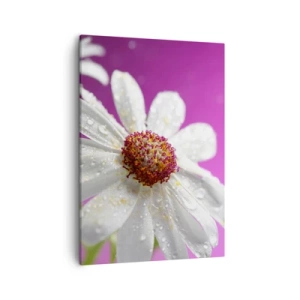 Impression sur toile - Image sur toile - Une marguerite blanche recouverte de gouttes d'eau sur un fond rose - 50x70cm - Modeste dans sa beauté - Décoration murale moderne pour le salon et la chambre ARTTOR