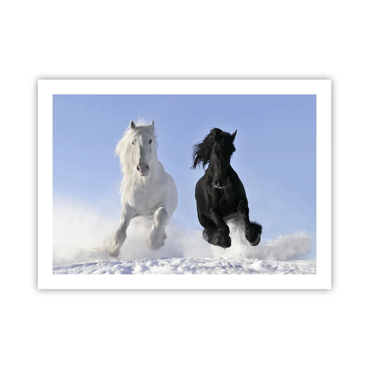 Affiche - Poster - Galop noir et blanc - 70x50 cm