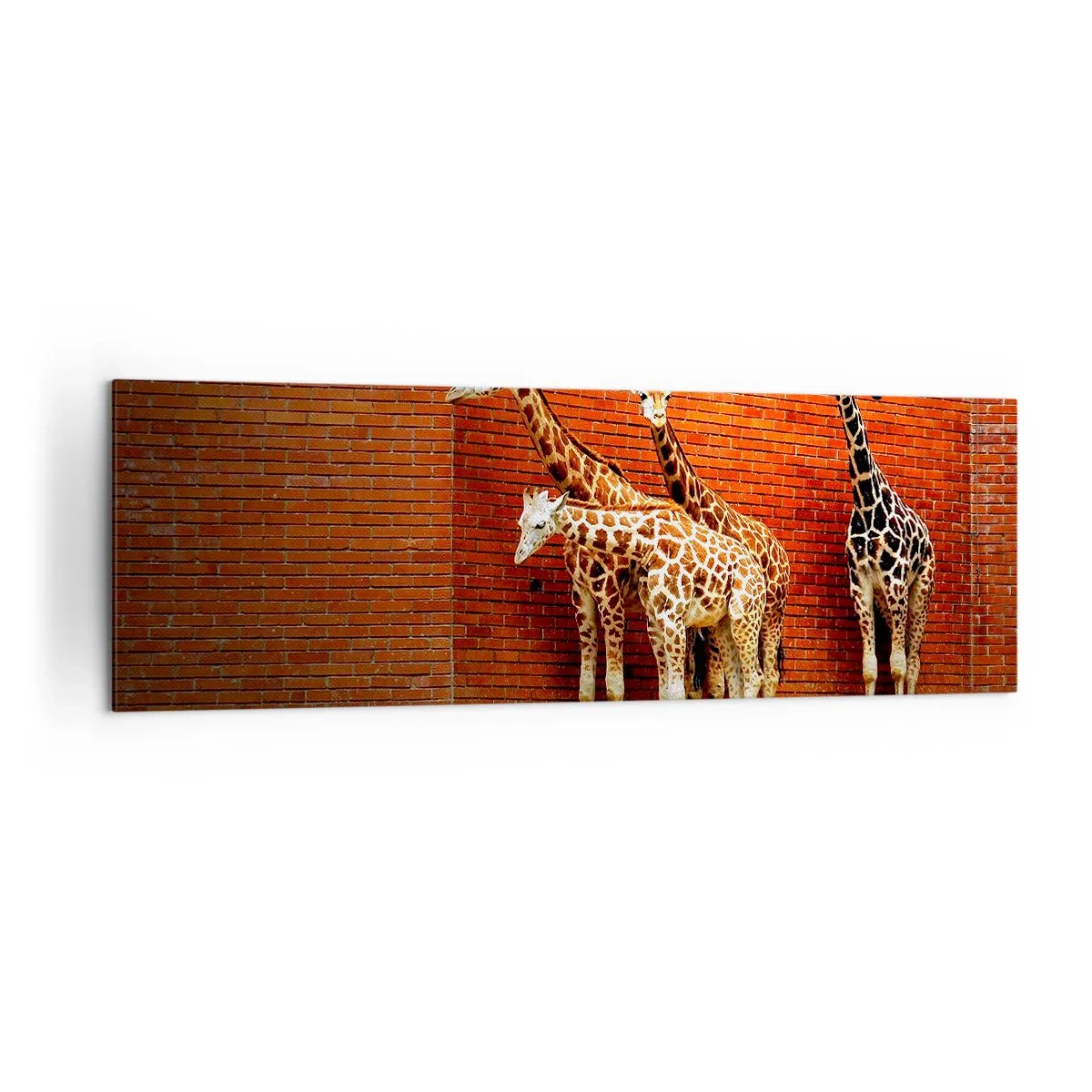 Impression sur toile - Image sur toile - Quatre girafes contre un mur de briques dans un décor artistique - 160x50cm - Voyez-vous des acacias ? - Décoration murale moderne pour le salon et la chambre ARTTOR
