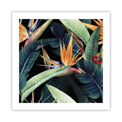 Affiche - Poster - Fleurs flamboyantes des tropiques - 50x50 cm