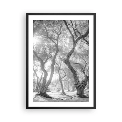 Affiche dans un cadre noir - Poster - Photographie en noir et blanc d'arbres sinueux au soleil - 50x70cm - Dans l'oliveraie - Décoration murale moderne pour le salon et la chambre ARTTOR