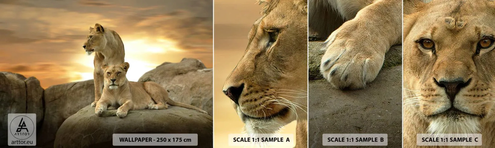 Échantillon de Papier Peint Autocollant Deluxe Sticker - Majesté royale - Animaux, Lion, Nature - 100x30 cm