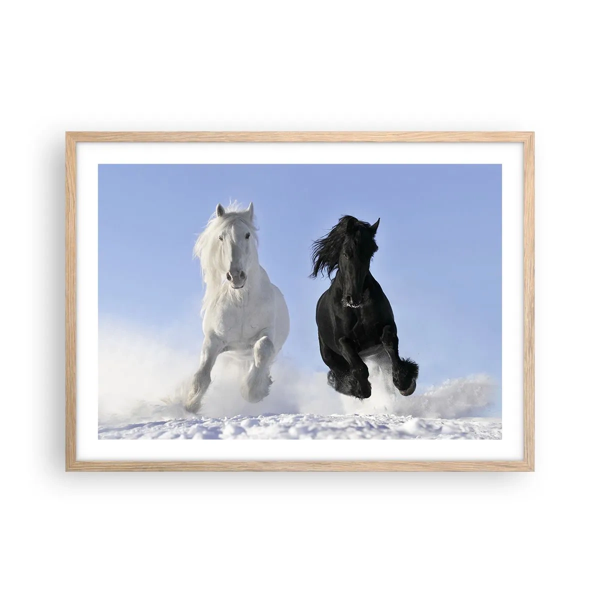 Affiche dans un chêne clair - Poster - Galop noir et blanc - 70x50 cm