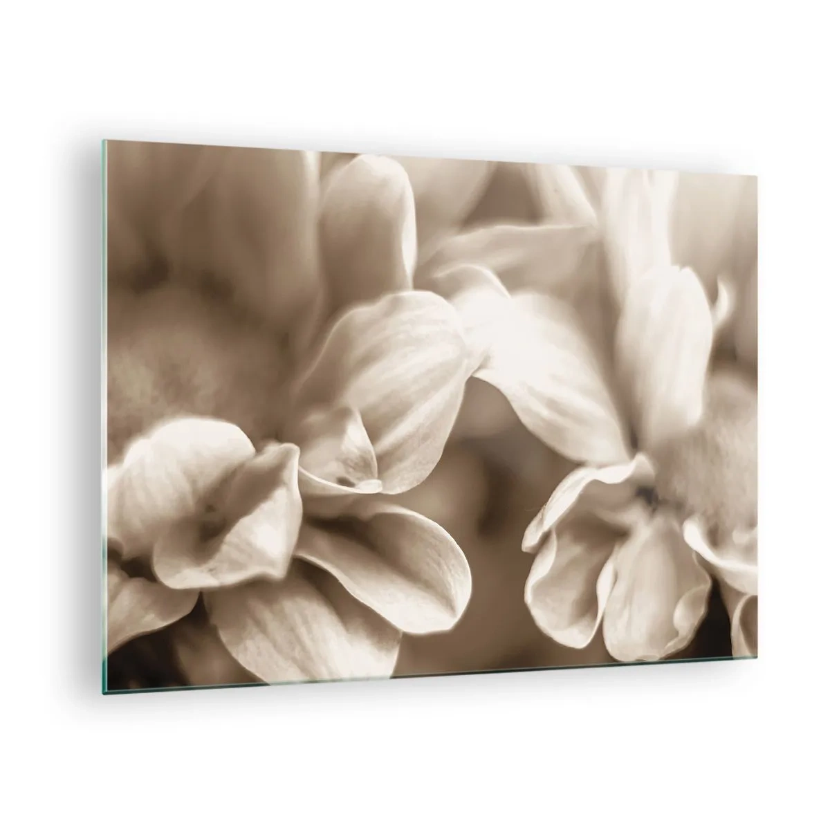 Impression sur verre - Image sur verre - Macrophotographie de pétales de fleurs claires en sépia - 70x50cm - Doux comme un sourire - Décoration murale moderne pour le salon et la chambre ARTTOR