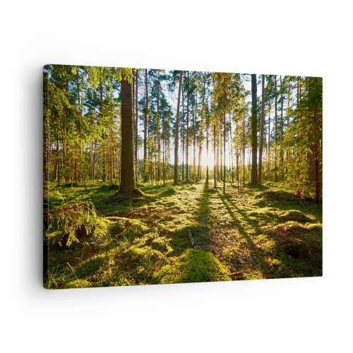 Impression sur toile - Image sur toile - Forêt verte illuminée par la lumière du soleil sur la mousse - 70x50cm - … Derrière les sept forêts - Décoration murale moderne pour le salon et la chambre ARTTOR