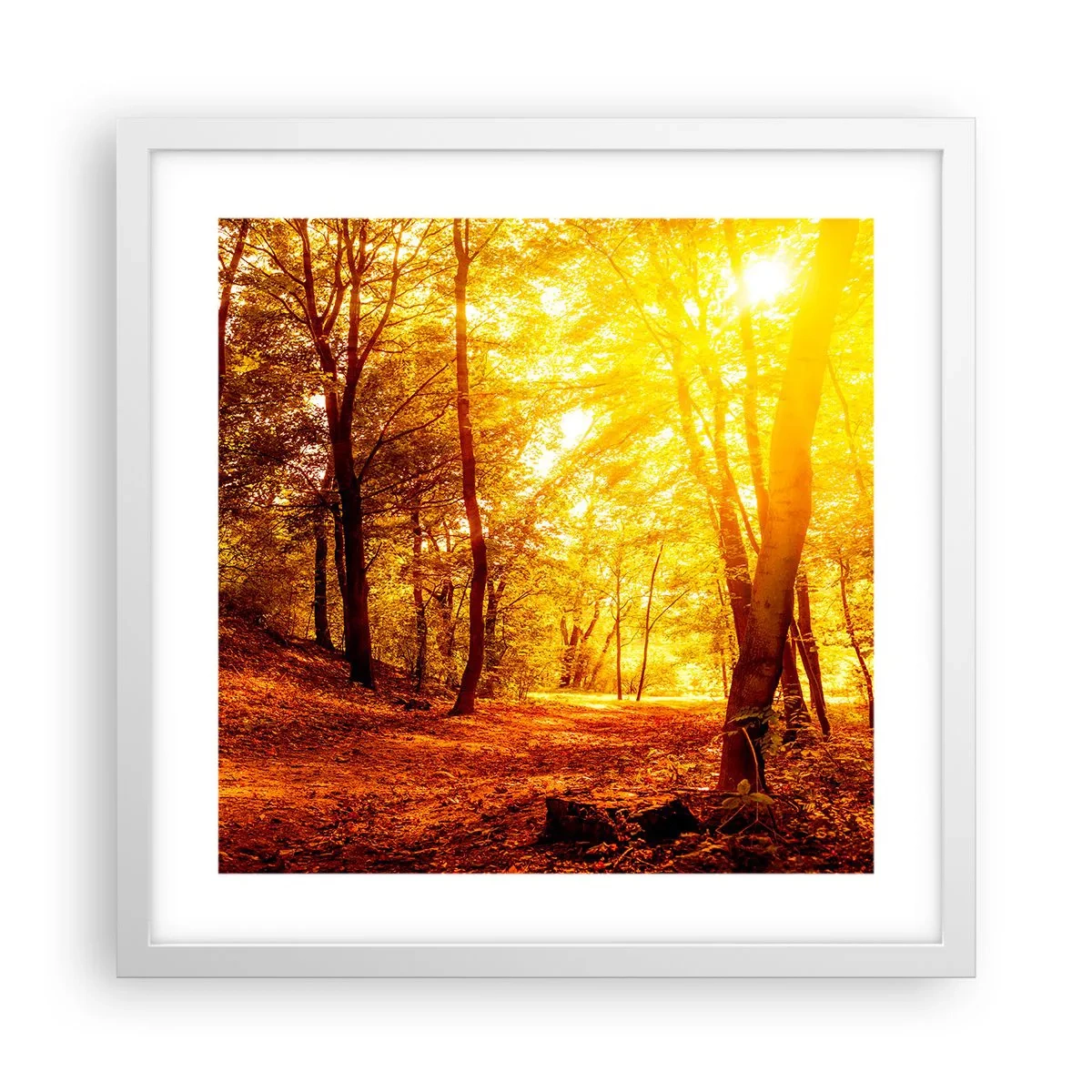 Affiche dans un cadre blanc - Poster - Vers la clairière dorée - 40x40 cm