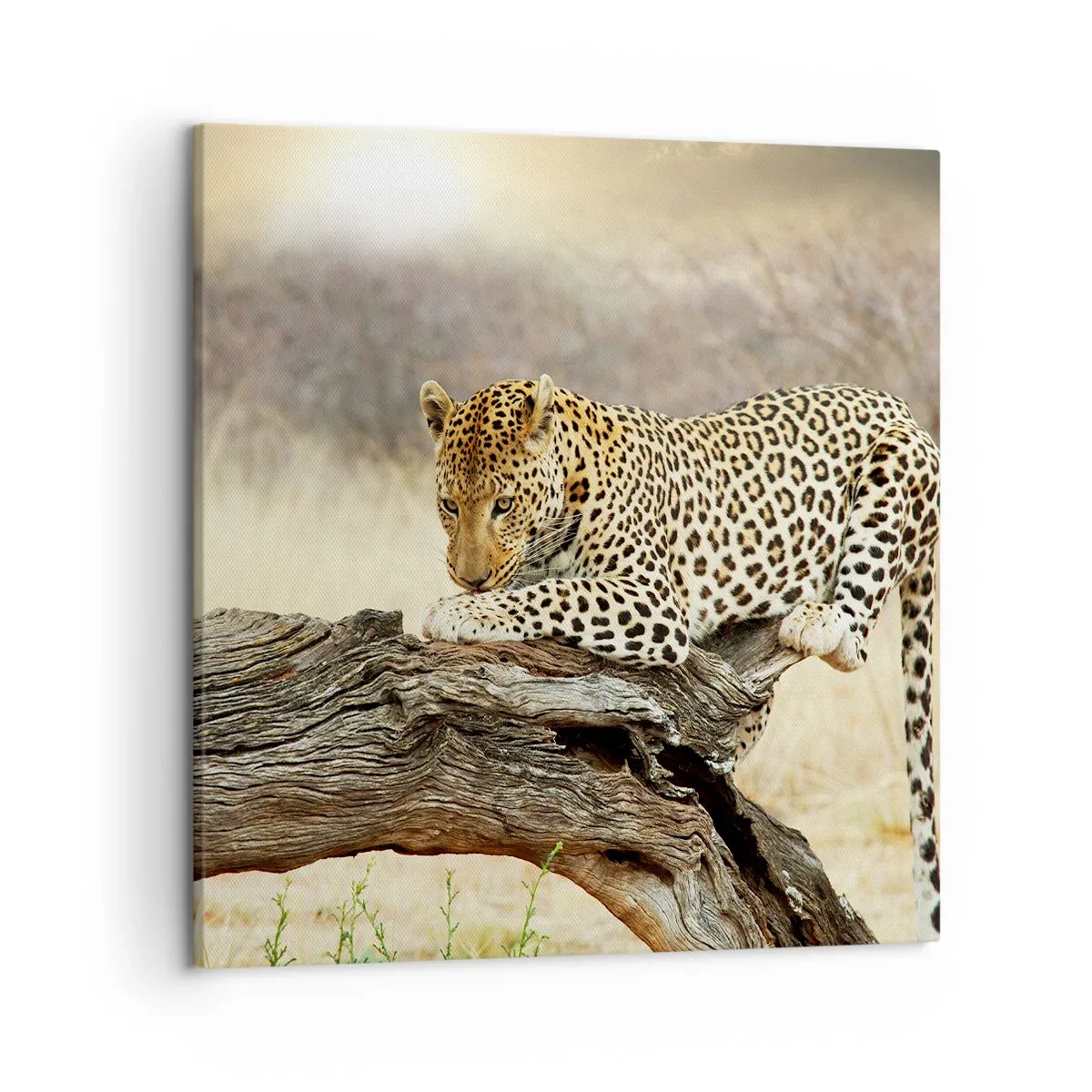 Impression sur toile - Image sur toile - Je suis ma propre route - 50x50 cm