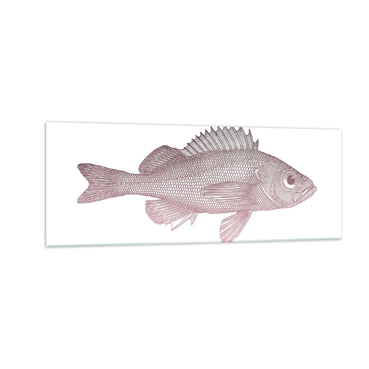Impression sur verre - Image sur verre - Illustration détaillée d'un poisson sur fond blanc - 140x50cm - Poisson aux grands yeux - Décoration murale moderne pour le salon et la chambre ARTTOR