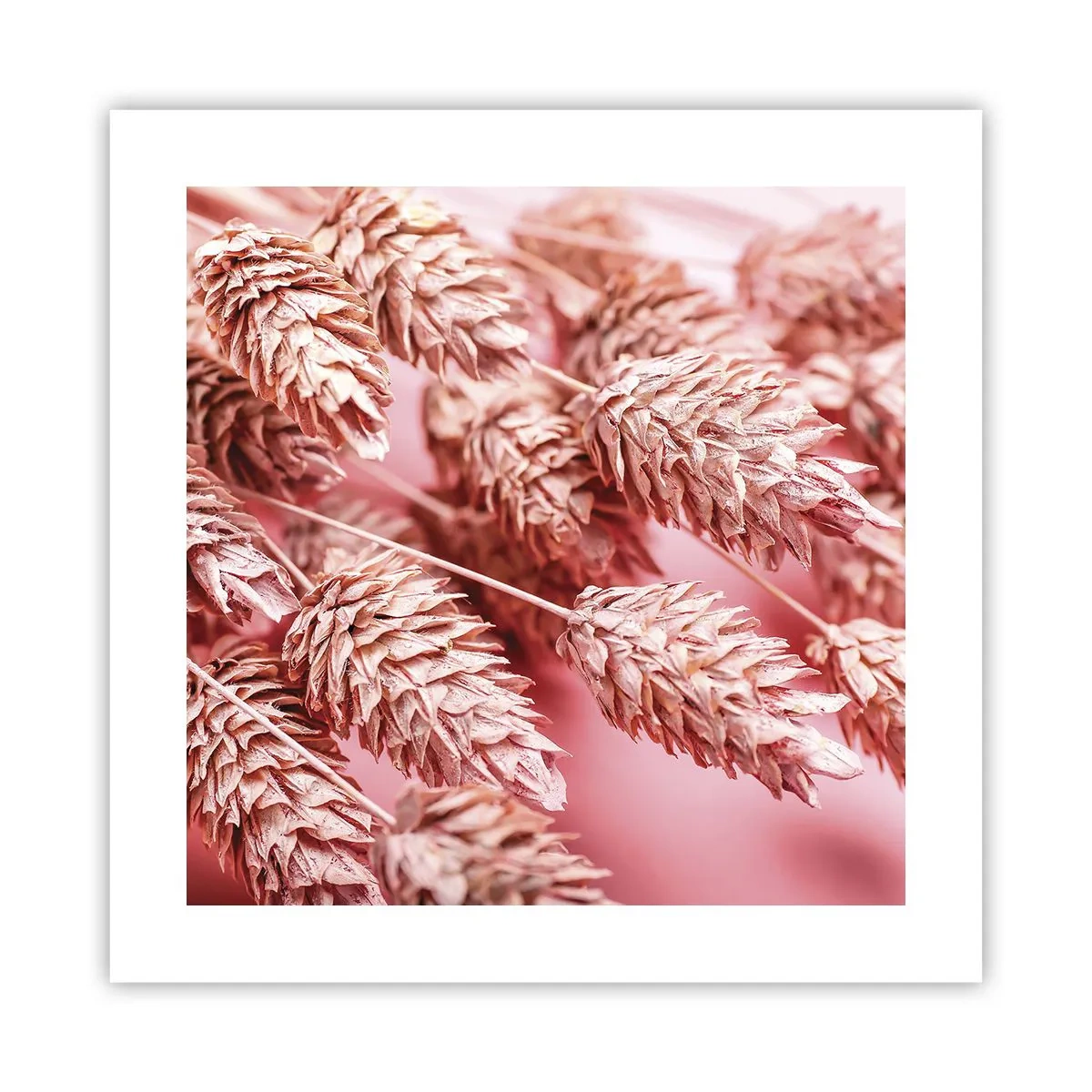 Affiche - Poster - Une cascade florale en rose - 40x40 cm