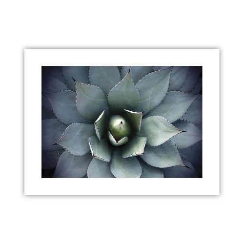 Affiche - Poster - Wabi et observe - 40x30 cm