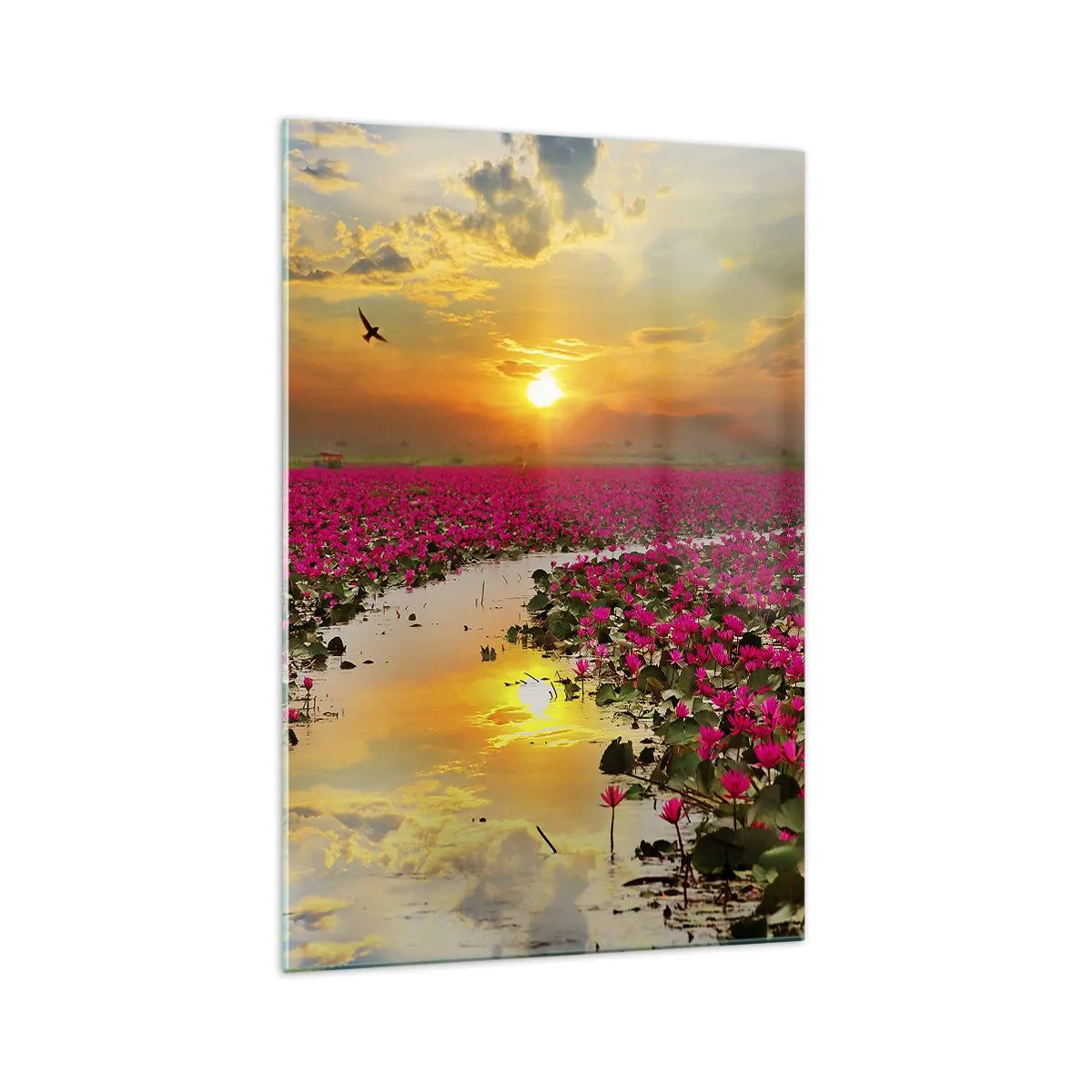 Impression sur verre - Image sur verre - Un champ de nénuphars roses au coucher du soleil - 70x100cm - La vie secrète du lac - Décoration murale moderne pour le salon et la chambre ARTTOR