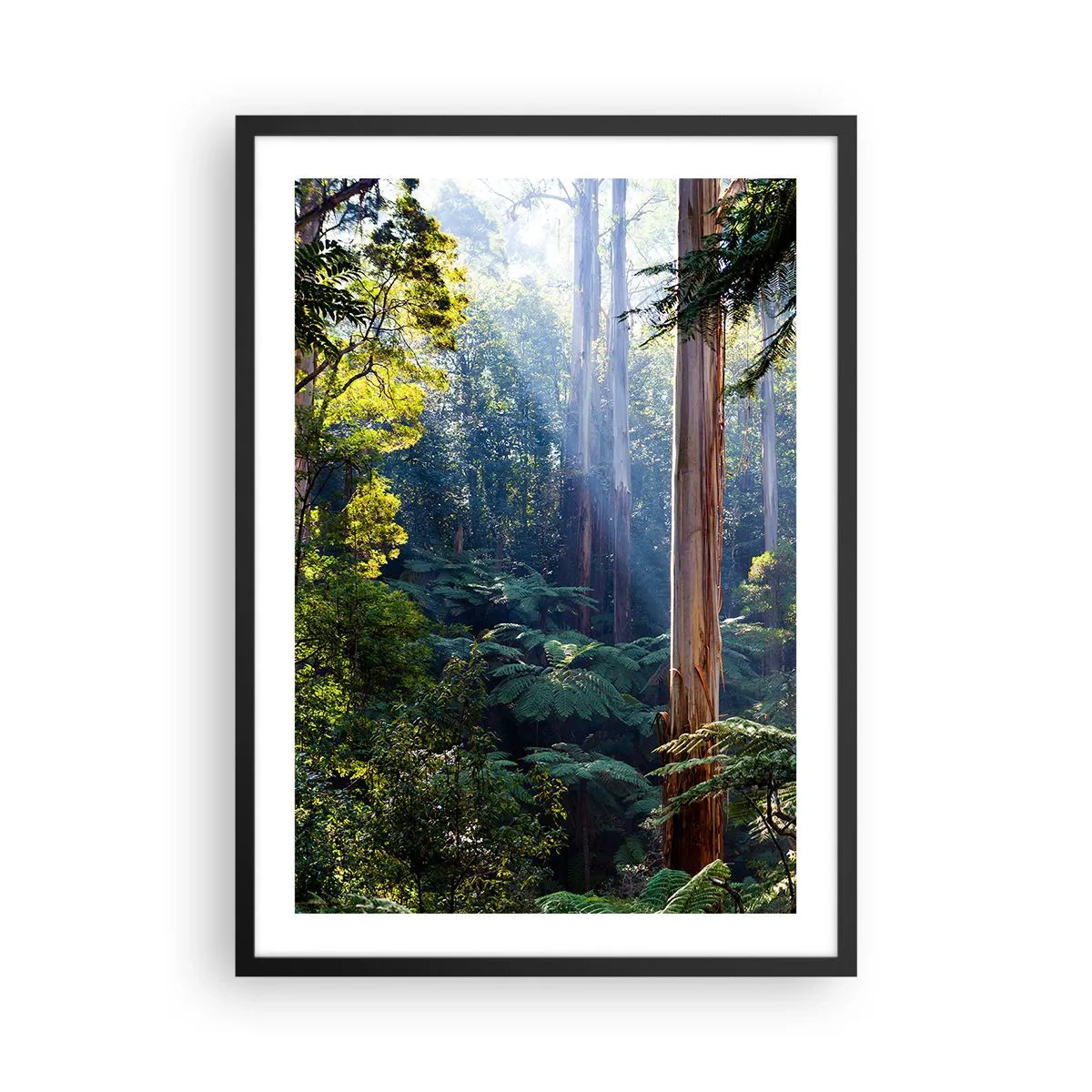 Affiche dans un cadre noir - Poster - Forêt tropicale illuminée par la lumière du soleil - 50x70cm - Fable de la forêt - Décoration murale moderne pour le salon et la chambre ARTTOR