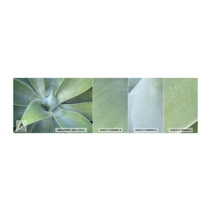 Échantillon de Papier Peint Premium Canvas - La naissance de la verdure - Succulent, Agave, Botanique - 100x30 cm