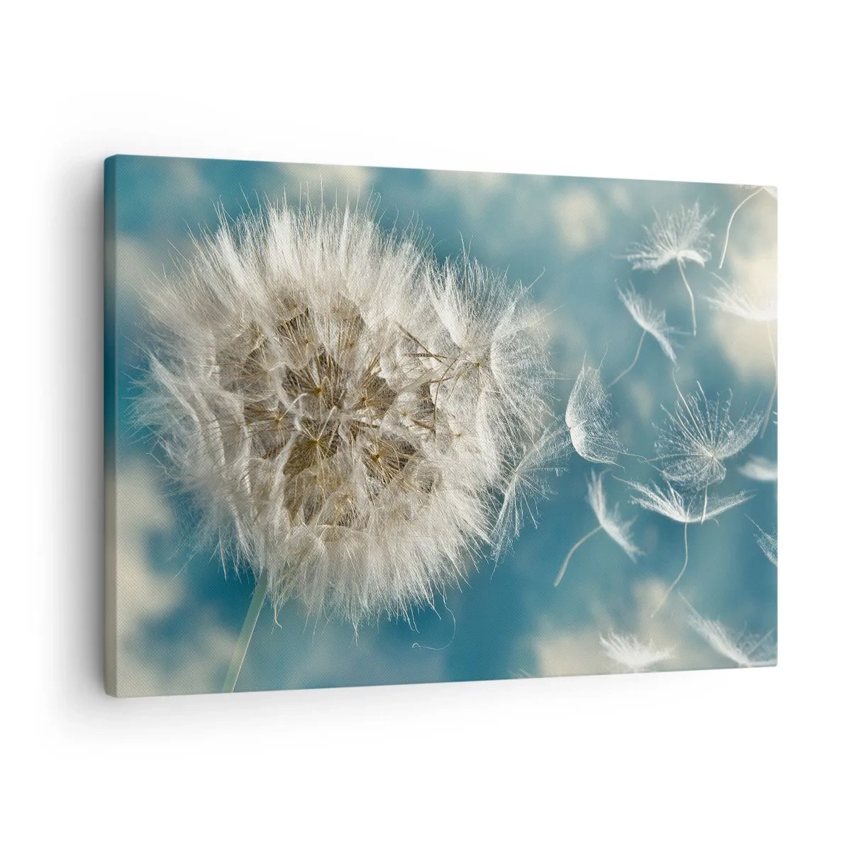 Impression sur toile - Image sur toile - Un pissenlit soufflé contre un ciel bleu - 70x50cm - souffle d'ange - Décoration murale moderne pour le salon et la chambre ARTTOR