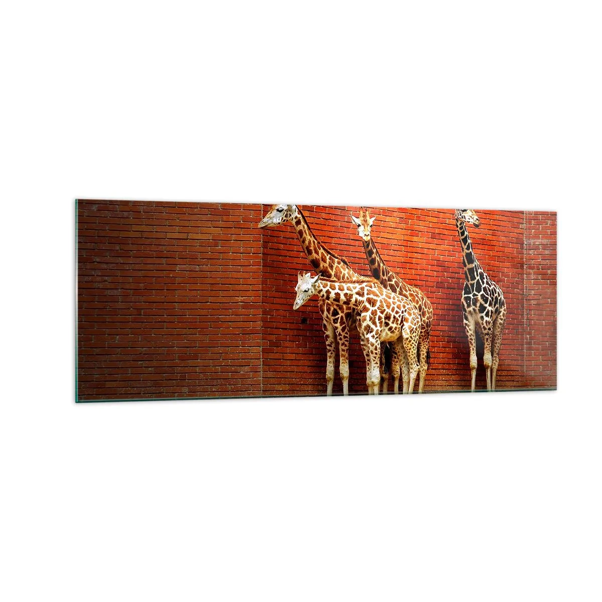Impression sur verre - Image sur verre - Quatre girafes contre un mur de briques dans un décor artistique - 140x50cm - Voyez-vous des acacias ? - Décoration murale moderne pour le salon et la chambre ARTTOR