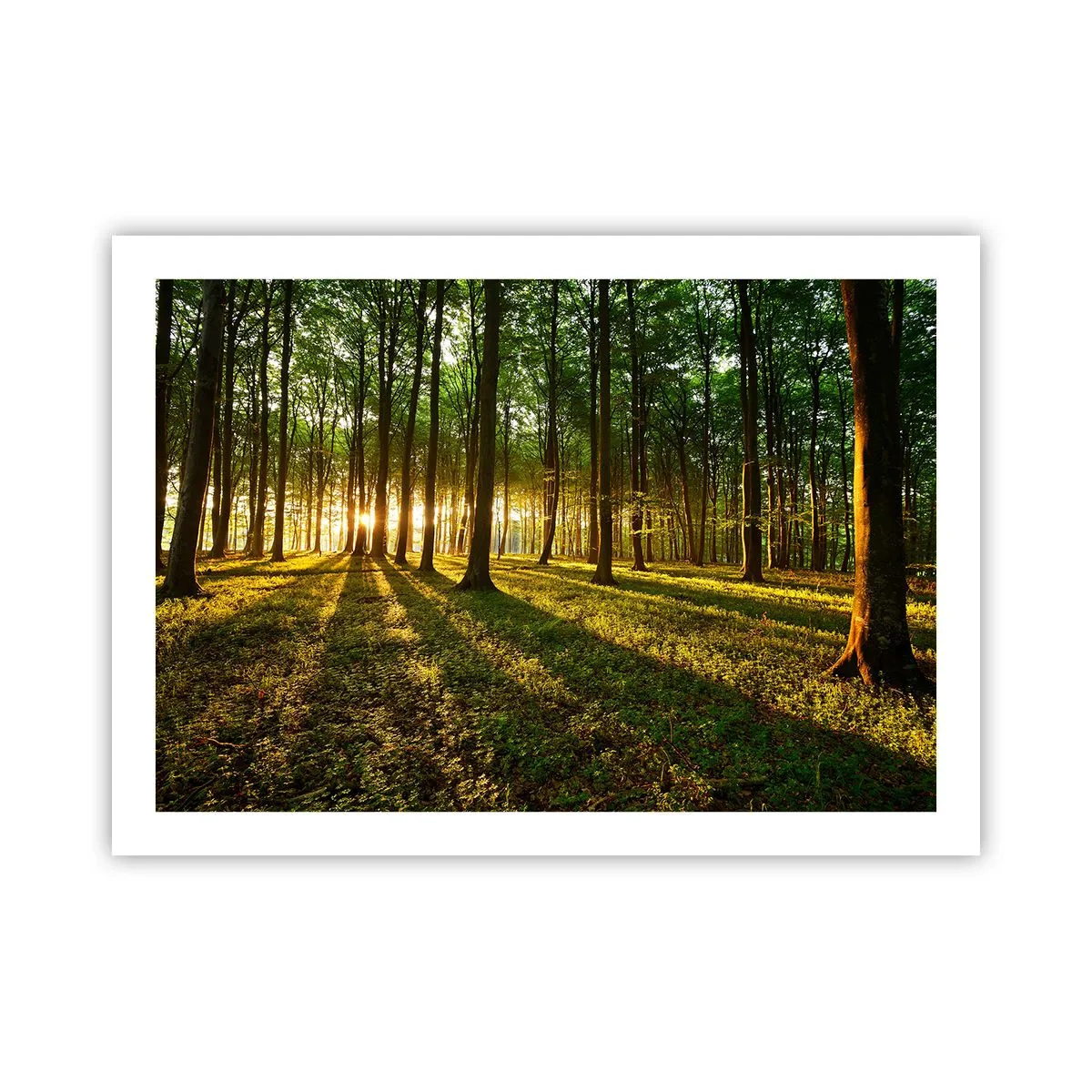Affiche - Poster - Toutes les photographies de printemps - 70x50 cm