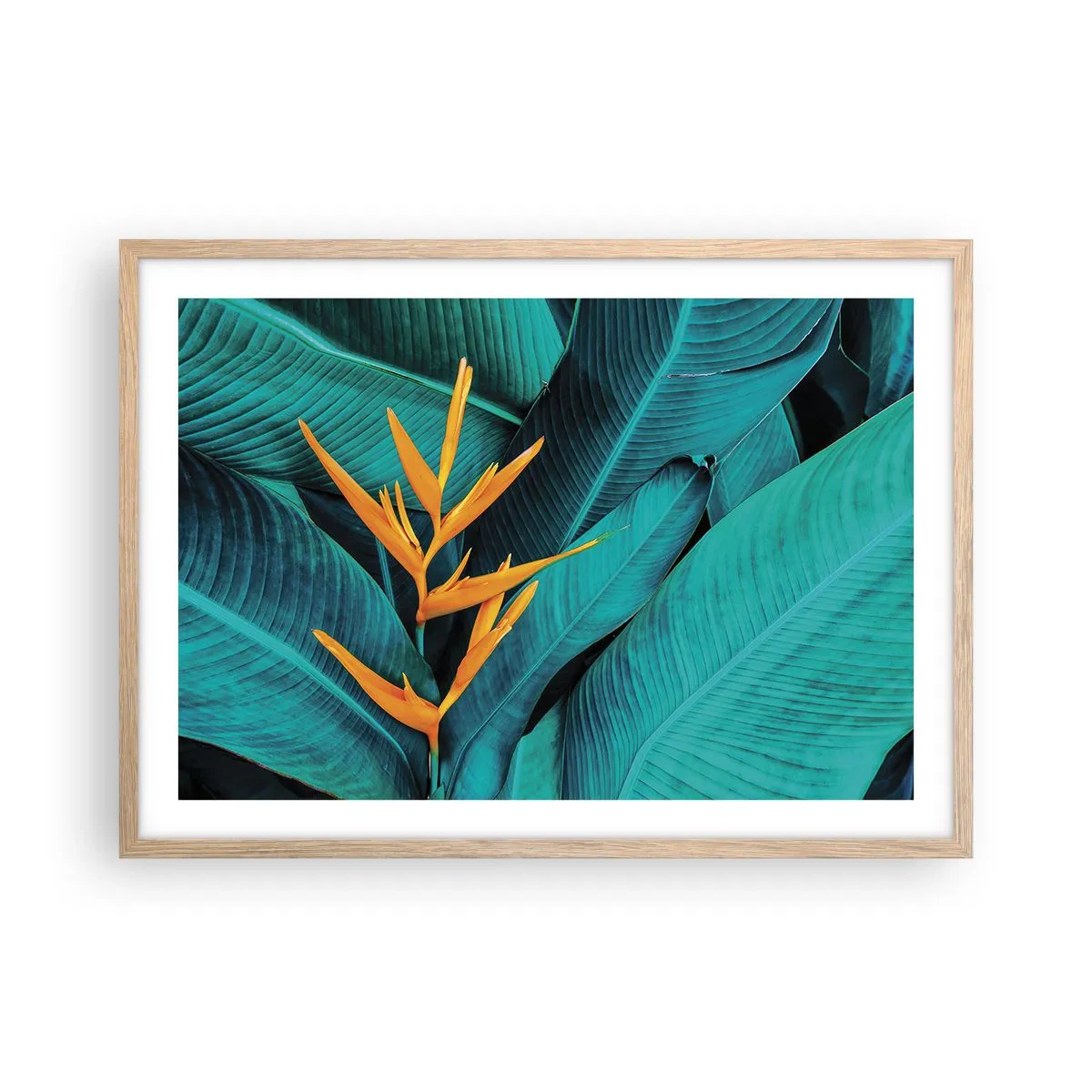 Affiche dans un chêne clair - Poster - Fleur d'Eden - 70x50 cm