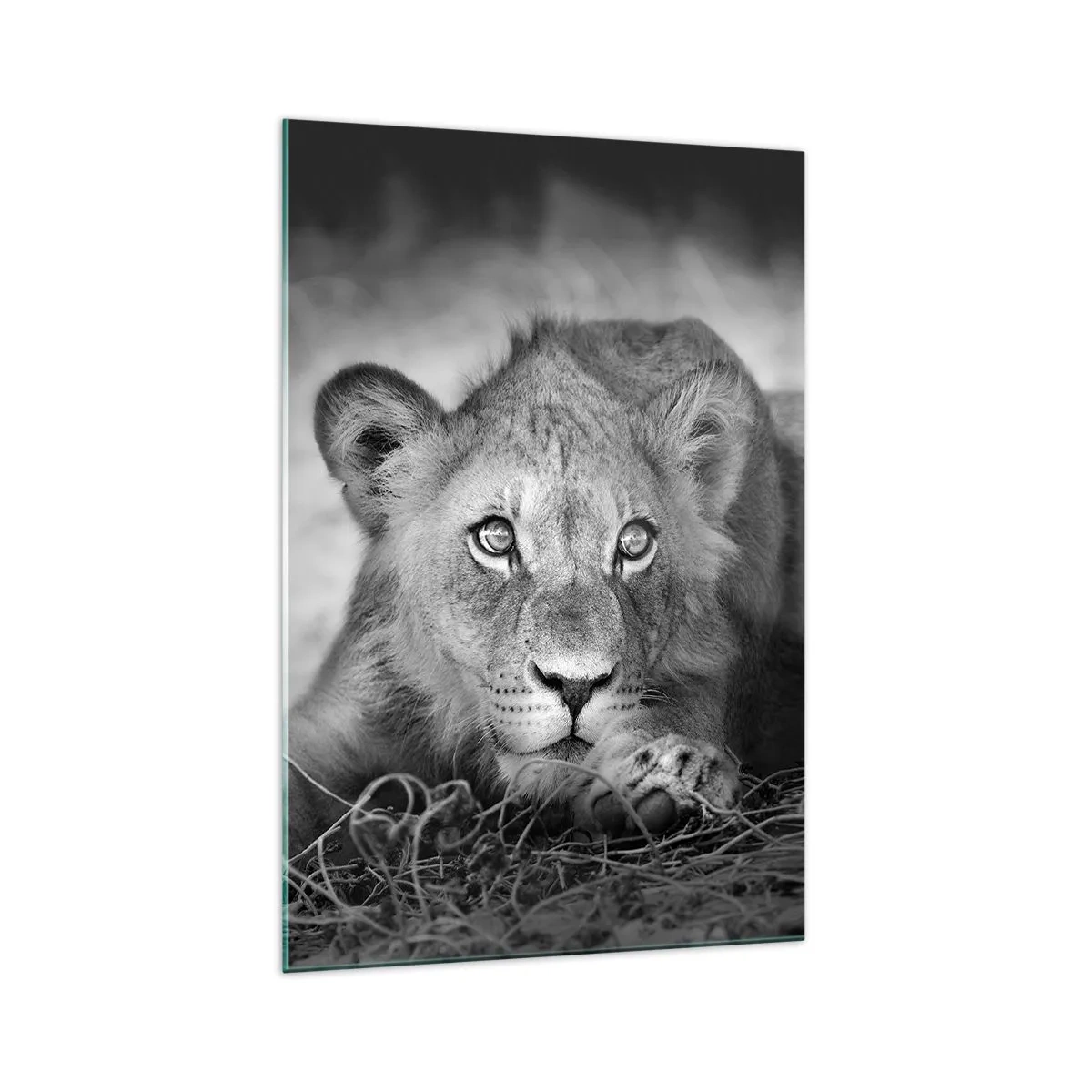 Impression sur verre - Image sur verre - Portrait monochrome d'un jeune lion couché - 70x100cm - Chiot royal - Décoration murale moderne pour le salon et la chambre ARTTOR