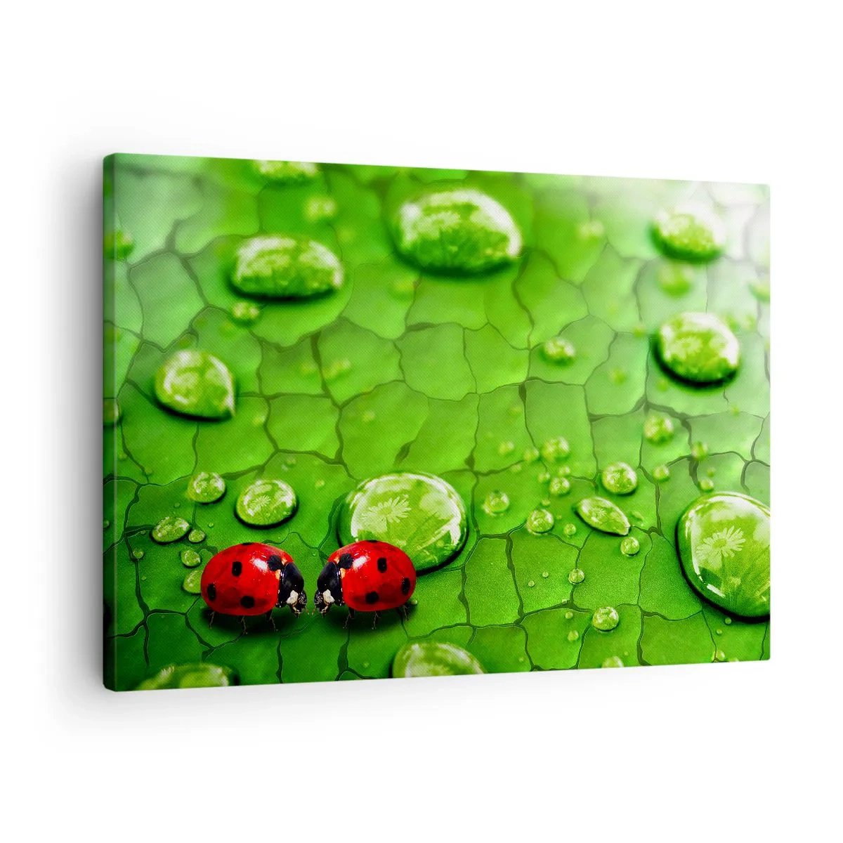 Impression sur toile - Image sur toile - Deux coccinelles sur une feuille avec des gouttes d'eau en macrophotographie - 70x50cm - Rendez-vous au vert - Décoration murale moderne pour le salon et la chambre ARTTOR