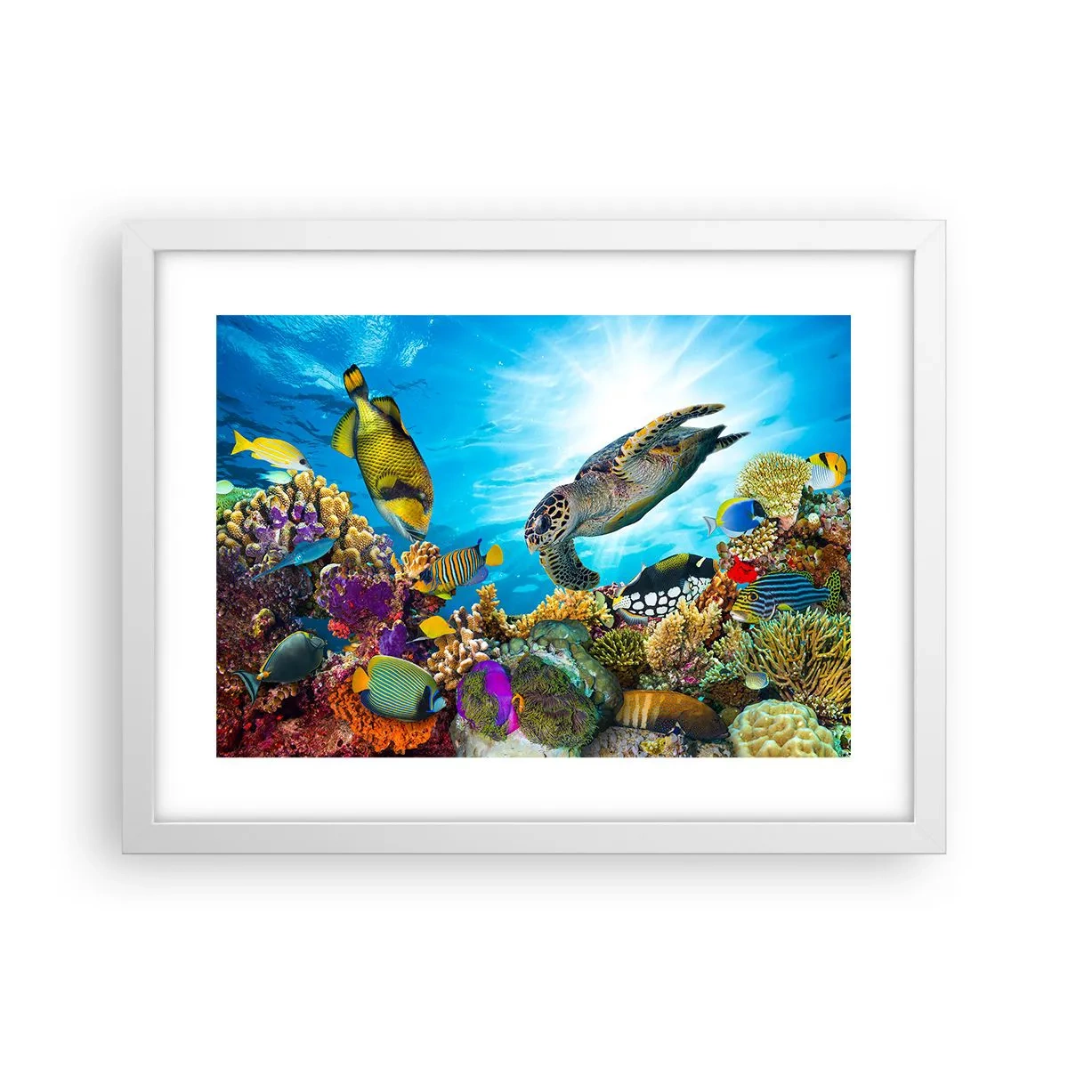 Affiche dans un cadre blanc - Poster - Promenade de corail - 40x30 cm