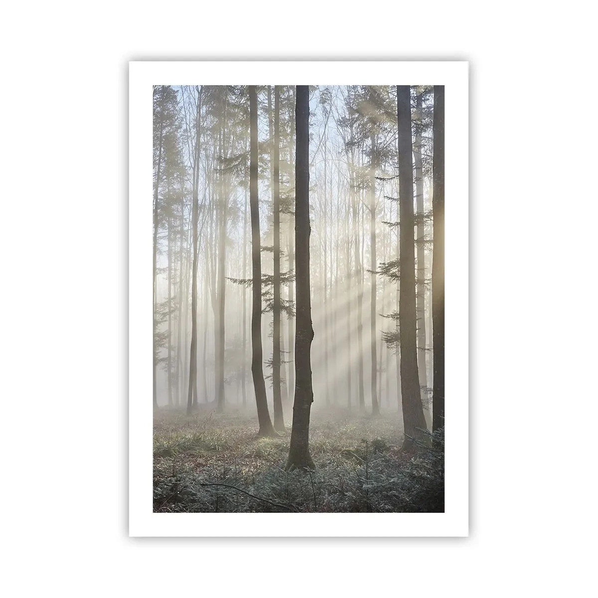 Affiche - Poster - Un matin brumeux dans la forêt avec des rayons de soleil - 50x70cm - Le brouillard s'est aussi réveillé - Décoration murale moderne pour le salon et la chambre ARTTOR