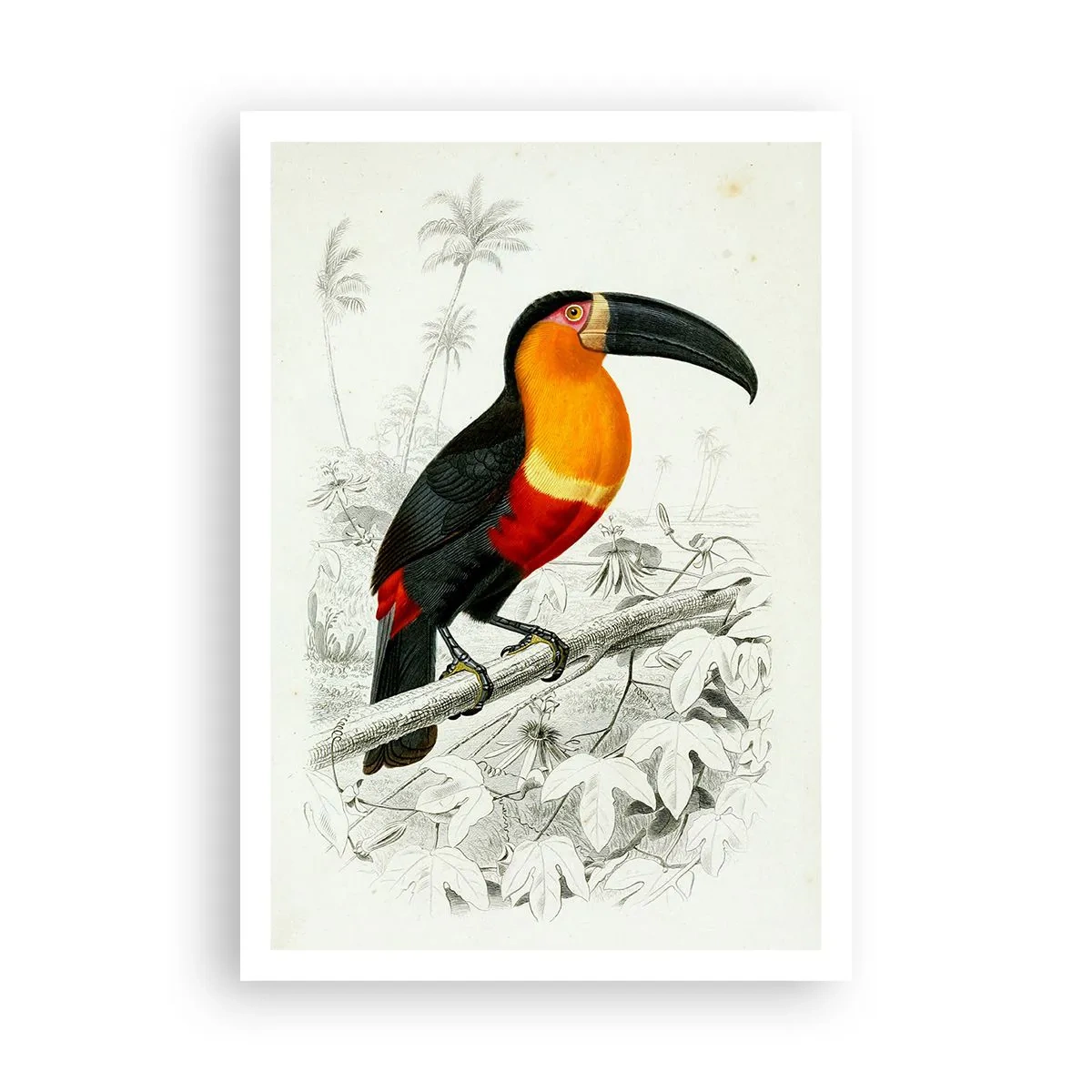 Affiche - Poster - Couleurs des oiseaux - 70x100 cm