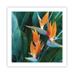 Affiche - Poster - Est-ce une fleur, est-ce un oiseaux? - 50x50 cm