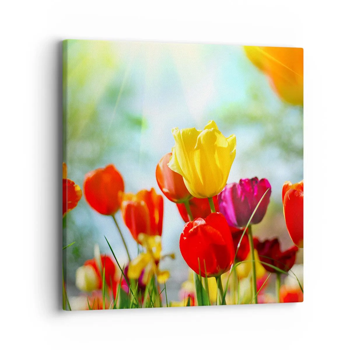 Impression sur toile - Image sur toile - Toutes les couleurs du soleil - 40x40 cm