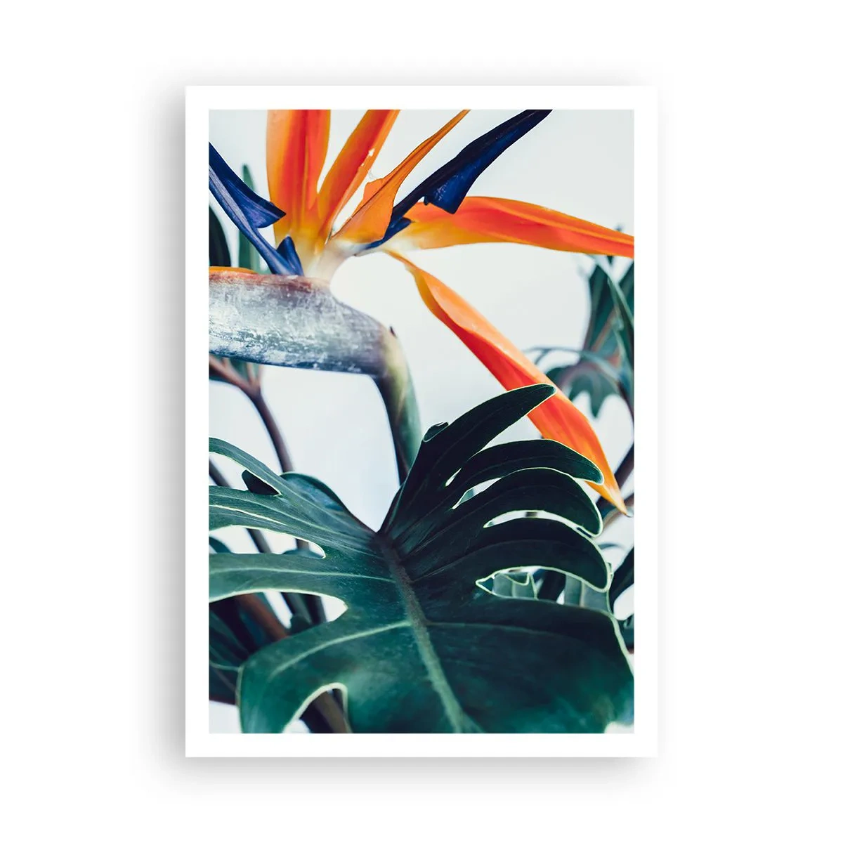 Affiche - Poster - Le buisson oiseaux - 70x100 cm