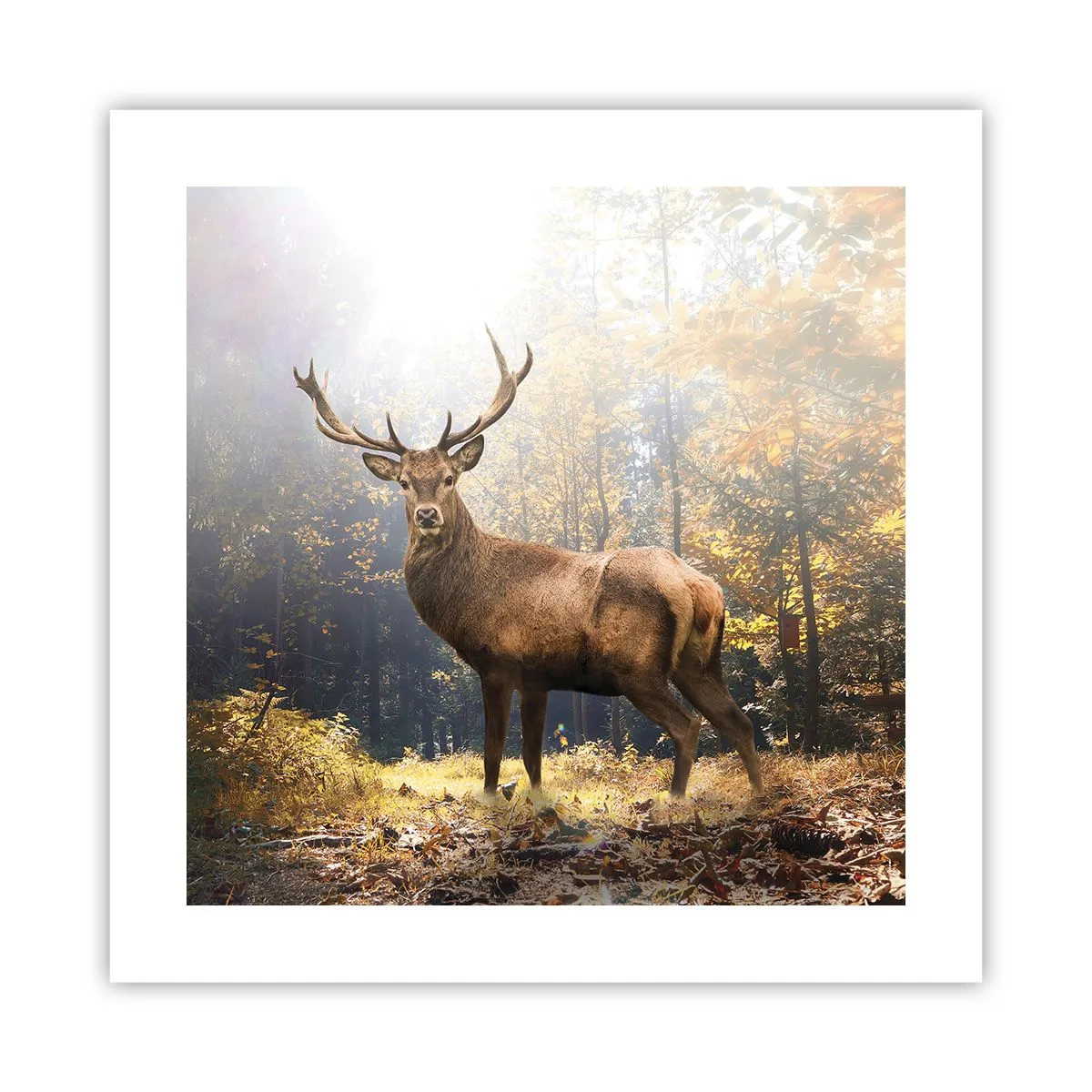 Affiche - Poster - Toute sa majesté - 40x40 cm