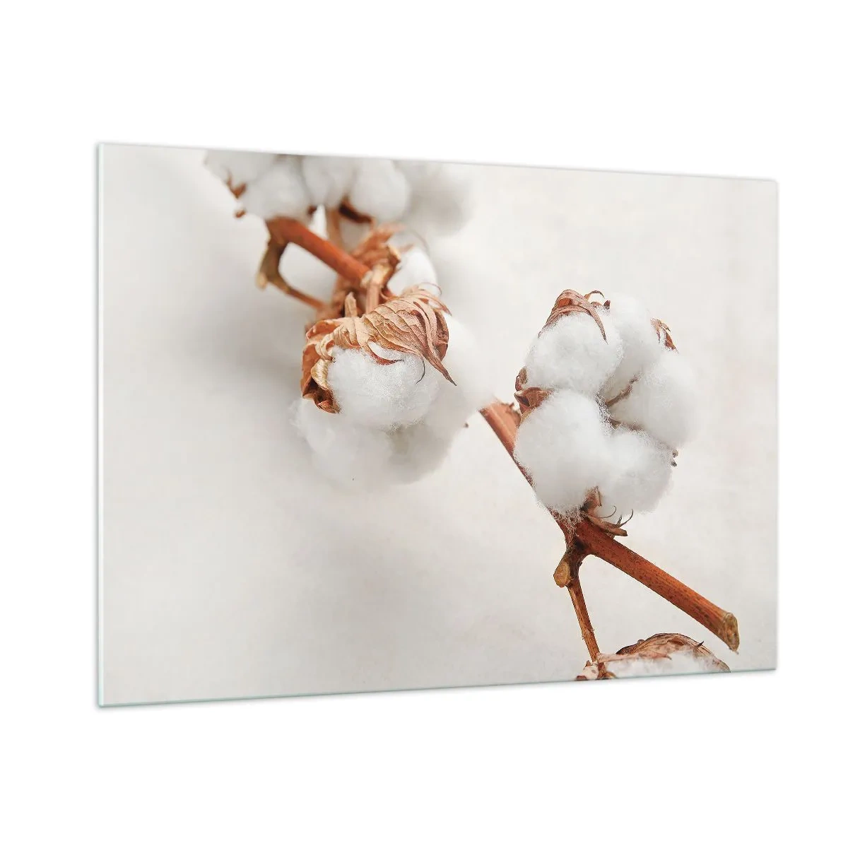Impression sur verre - Image sur verre - Gros plan d'une branche de coton sur un fond clair - 100x70cm - Seulement caliner - Décoration murale moderne pour le salon et la chambre ARTTOR
