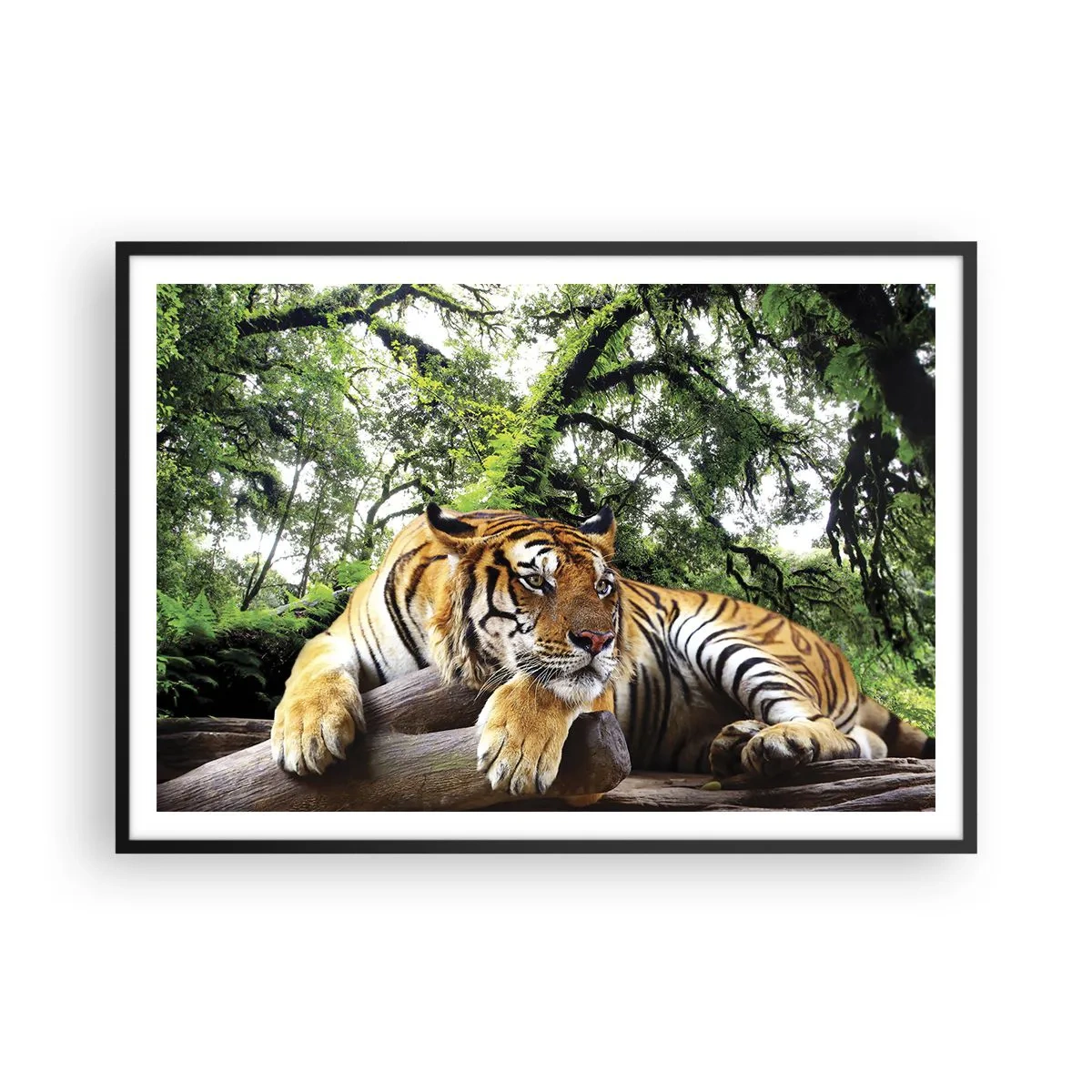Affiche dans un cadre noir - Poster - Un tigre se reposant dans une forêt tropicale - 100x70cm - Cordialement - Décoration murale moderne pour le salon et la chambre ARTTOR