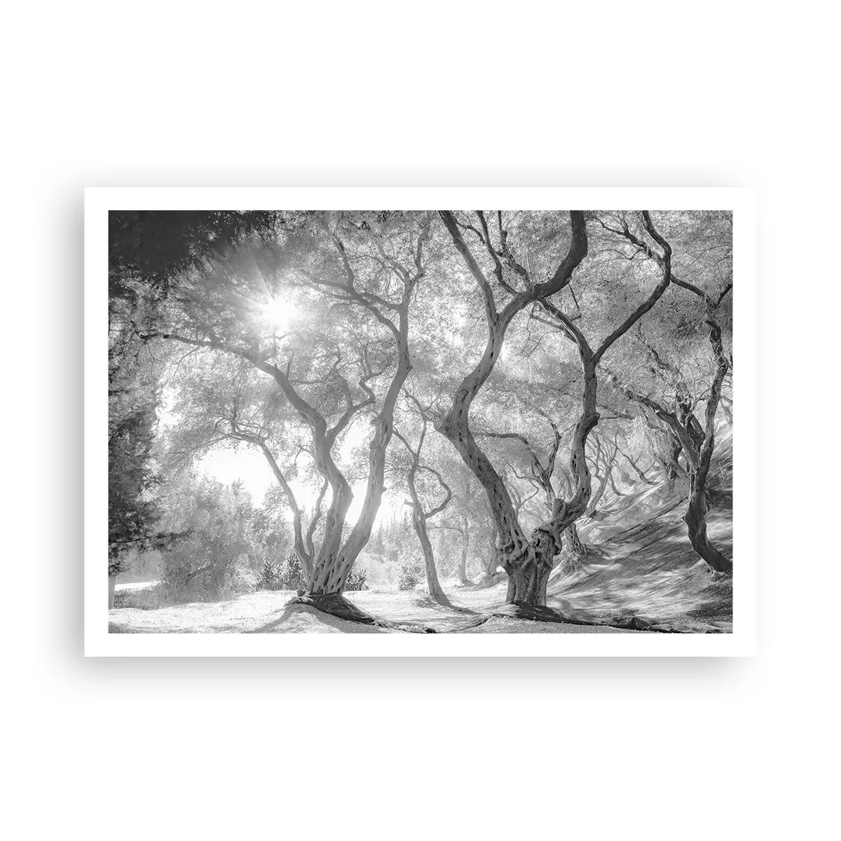 Affiche - Poster - Vue en noir et blanc d'arbres dans une oliveraie avec des rayons de soleil - 100x70cm - Dans l'oliveraie - Décoration murale moderne pour le salon et la chambre ARTTOR