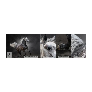 Échantillon de Papier Peint Autocollant Deluxe Sticker - Le gris est beau - Animaux, cheval arabe, Nature - 100x30 cm