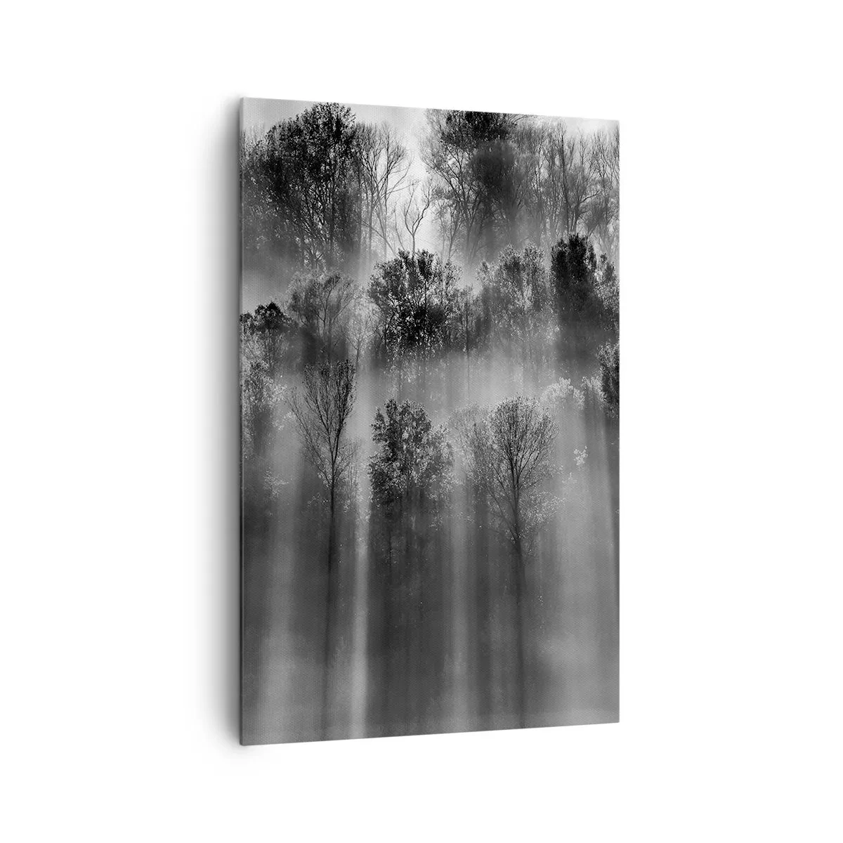 Impression sur toile - Image sur toile - Forêt noire et blanche dans la lumière du matin - 80x120cm - Dans les flots de lumière - Décoration murale moderne pour le salon et la chambre ARTTOR