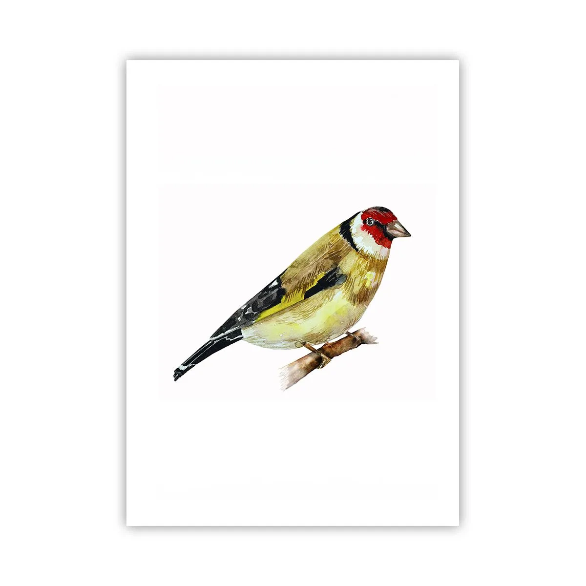 Affiche - Poster - Chardonneret sur une branche à l'aquarelle - 50x70cm - Portrait d'oiseau - Décoration murale moderne pour le salon et la chambre ARTTOR
