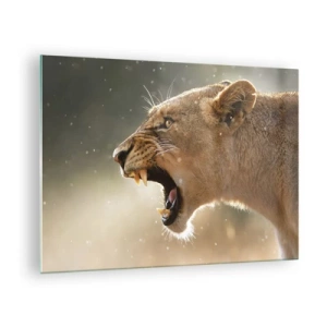 Impression sur verre - Image sur verre - Gros plan d'un lion rugissant sous les rayons du soleil - 70x50cm - Essayez  de ne pas écouter - Décoration murale moderne pour le salon et la chambre ARTTOR