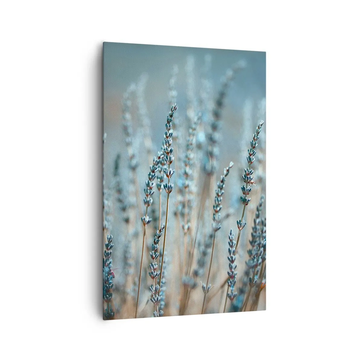 Impression sur toile - Image sur toile - Lavande dans les champs dans des tons pastel subtils - 80x120cm - Tige odorante - Décoration murale moderne pour le salon et la chambre ARTTOR