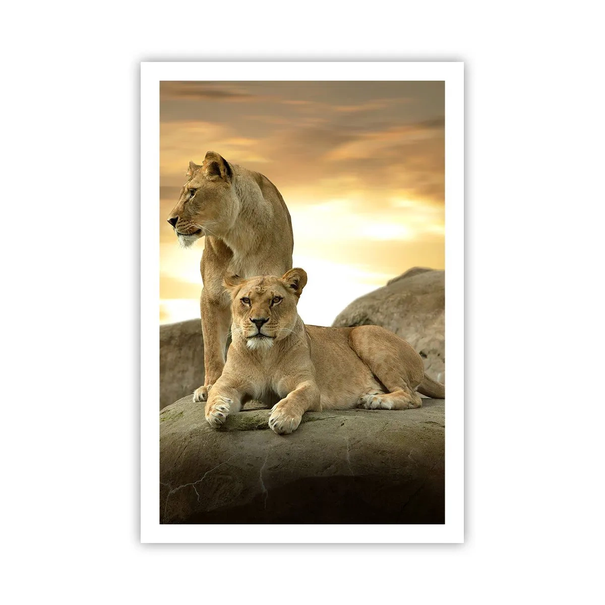 Affiche - Poster - Majesté royale - 61x91 cm