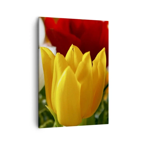 Impression sur toile - Image sur toile - Gros plan de tulipes colorées sur un fond printanier - 50x70cm - La fièvre des tulipes - Décoration murale moderne pour le salon et la chambre ARTTOR