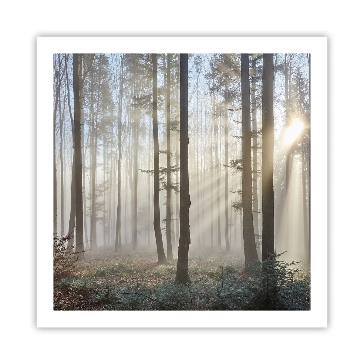 Affiche - Poster - Le brouillard s'est aussi réveillé - 60x60 cm