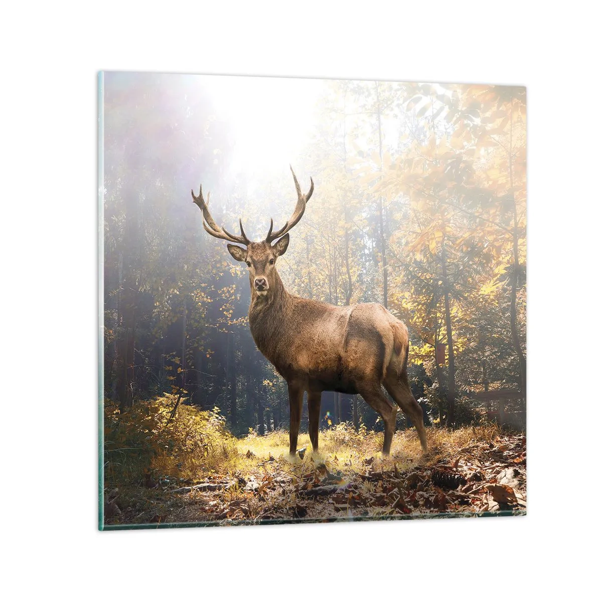 Impression sur verre - Image sur verre - Toute sa majesté - 40x40 cm