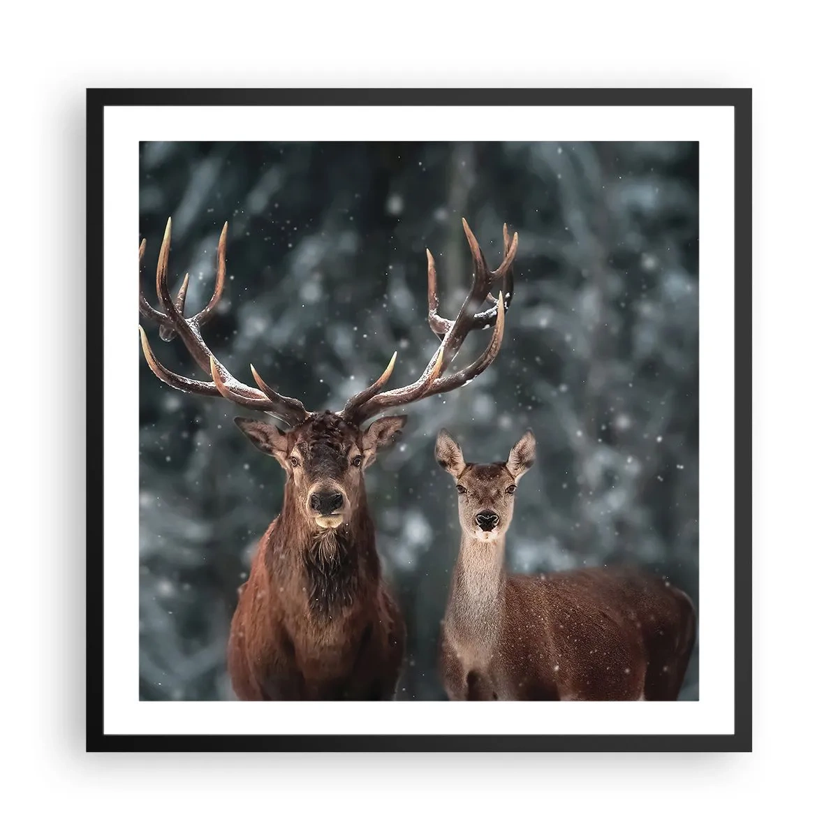 Affiche dans un cadre noir - Poster - Le roi de la forêt avec sa femme - 60x60 cm