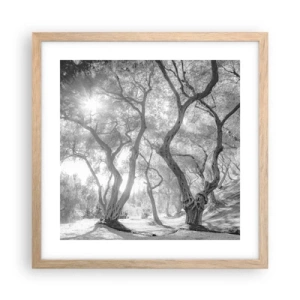 Affiche dans un chêne clair - Poster - Dans l'oliveraie - 40x40 cm