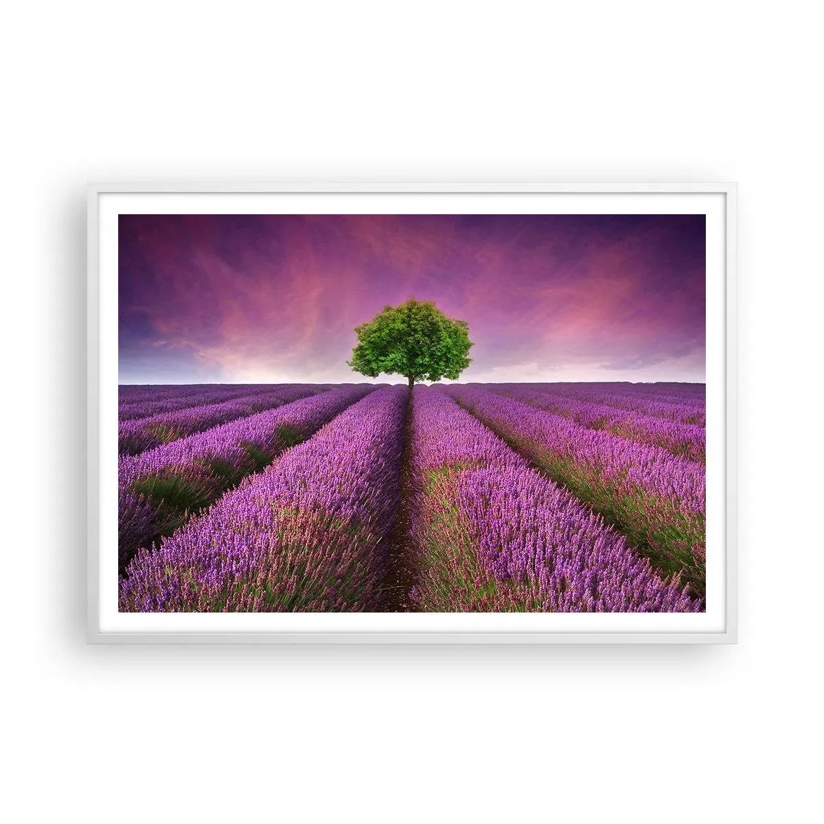 Affiche dans un cadre blanc - Poster - Dans un champs de lavande - 100x70 cm