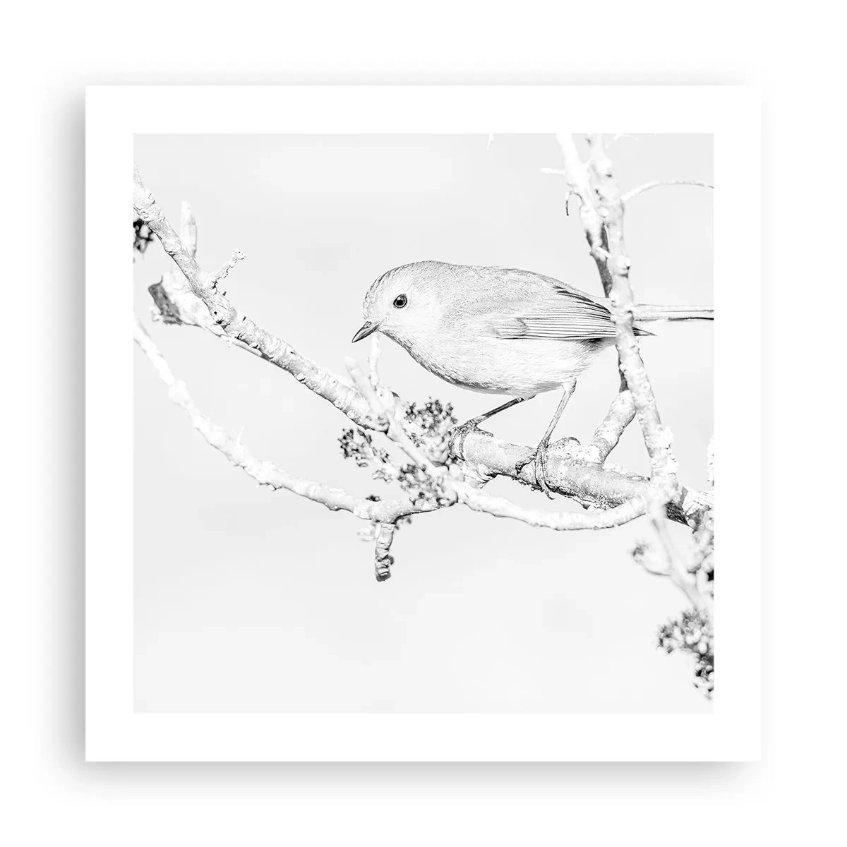 Affiche - Poster - Matin d'hiver - 50x50 cm