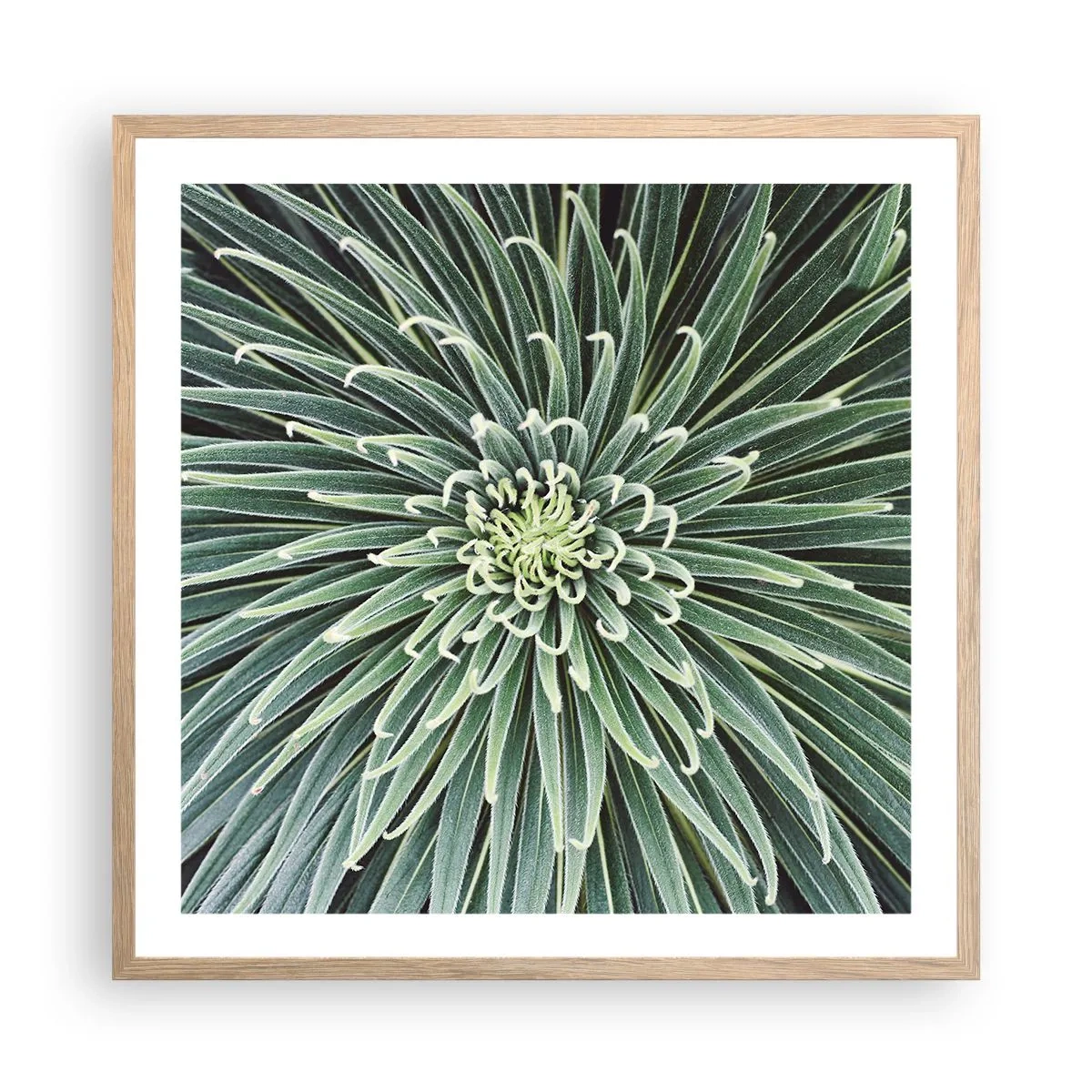 Affiche dans un chêne clair - Poster - Naissance d'une étoile - 60x60 cm