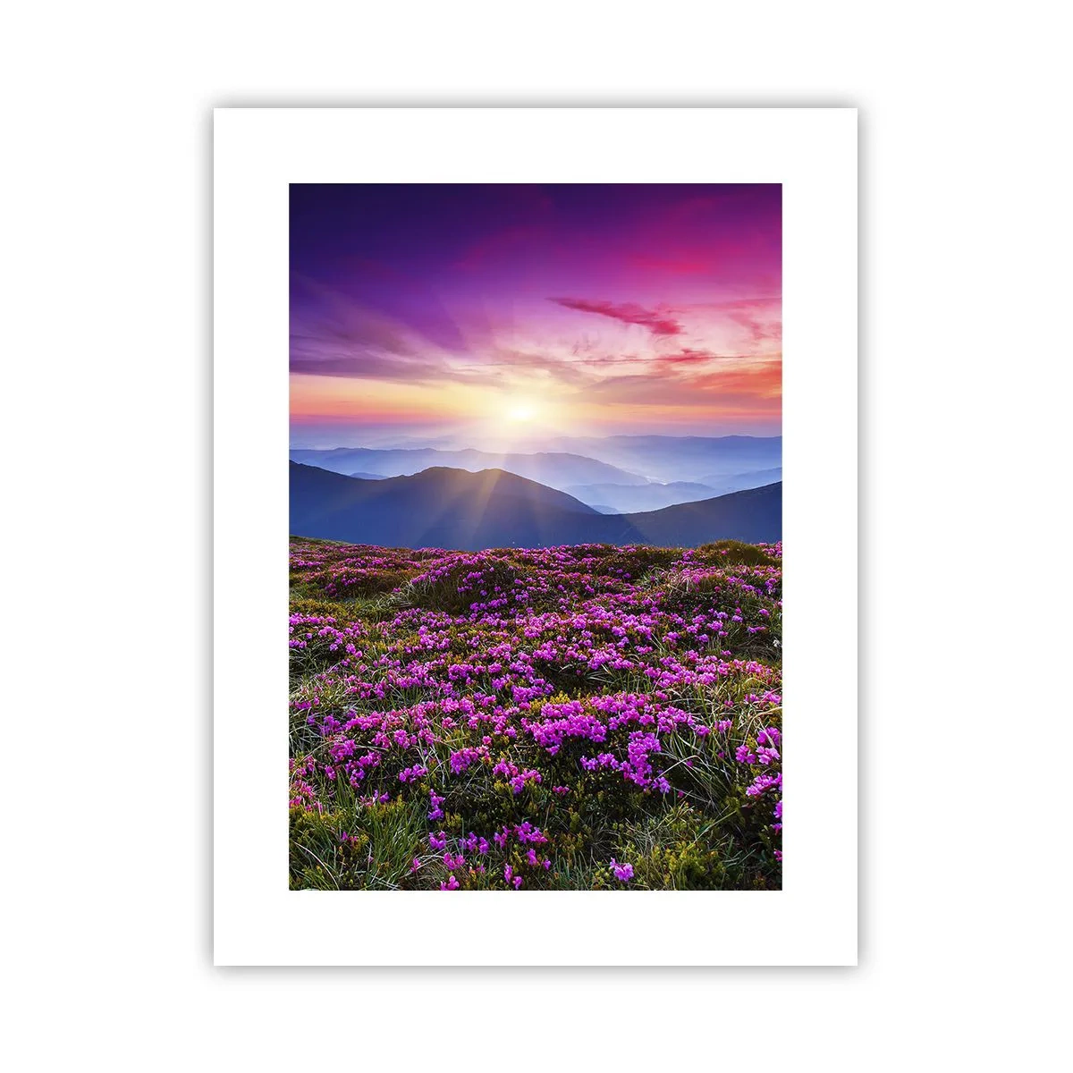 Affiche - Poster - Les herbes sentaient les grappes fraîches de la récolte - 30x40 cm