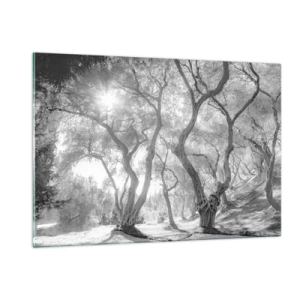 Impression sur verre - Image sur verre - Oliviers noirs et blancs au soleil - 120x80cm - Dans l'oliveraie - Décoration murale moderne pour le salon et la chambre ARTTOR