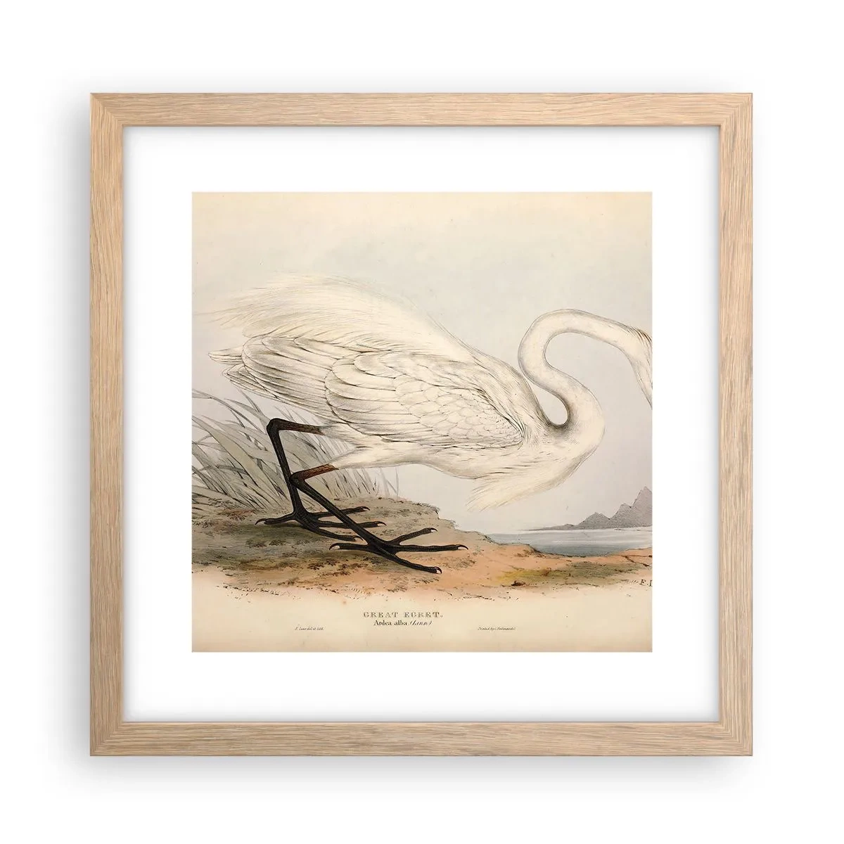 Affiche dans un chêne clair - Poster - Dame sur les joncs - 30x30 cm